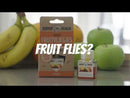 Super Ninja - Fruit Fly Trap - 4 Pack