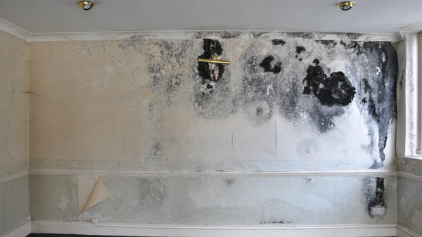 Signs & Symptoms of a Mould Stricken House